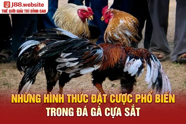 Những hình thức đặt cược phổ biến trong đá gà cựa sắt