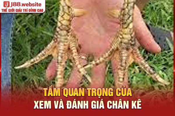 Tầm quan trọng của xem và đánh giá chân kê