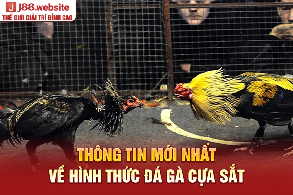 Thông tin mới nhất về hình thức đá gà cựa sắt